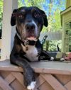 Barkley photo 1