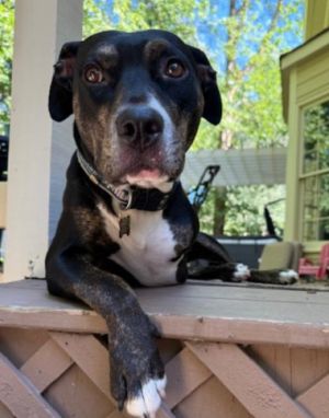 Barkley Hound Dog