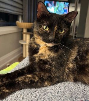 Clover, Adult Female Domestic Short Hair