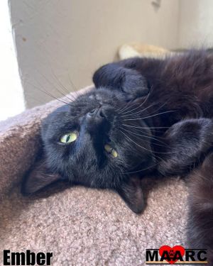 Meet Ember a handsome black cat with a heart full of love and just a hint of mystery This sweet