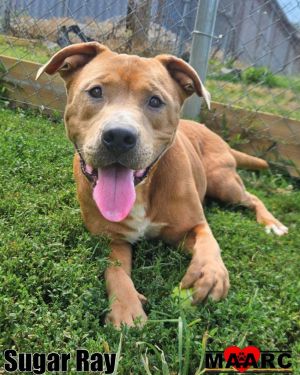 Sugar Ray Pit Bull Terrier Dog