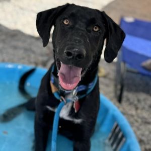 Raze, Young Male Labrador Retriever