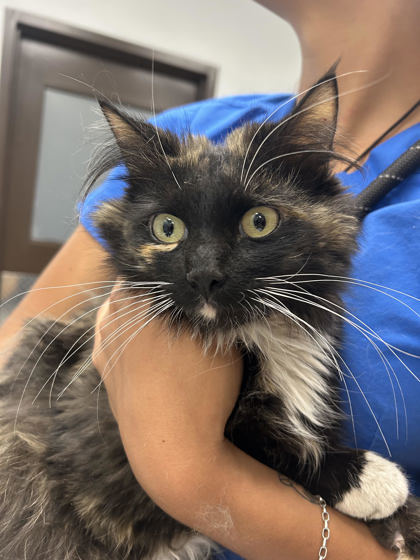 Bamboo, an adoptable Domestic Medium Hair, Domestic Short Hair in Durango, CO, 81301 | Photo Image 1