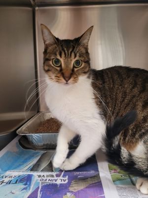 Primary Color Brown Tabby Secondary Color White Weight 82lbs Age 2yrs 0mths 1wks