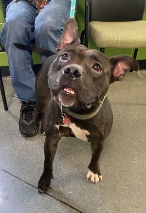 Primary Color Black Secondary Color White Weight 485lbs Age 3yrs 6mths 0wks