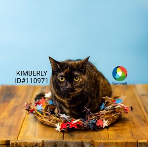 If-8c Kimberly Domestic Short Hair Cat