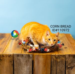 Primary Color Orange Tabby Secondary Color White Weight 113lbs Age 2yrs 0mths 1wks Animal has b