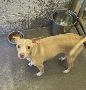Bella, Young Female Chihuahua
