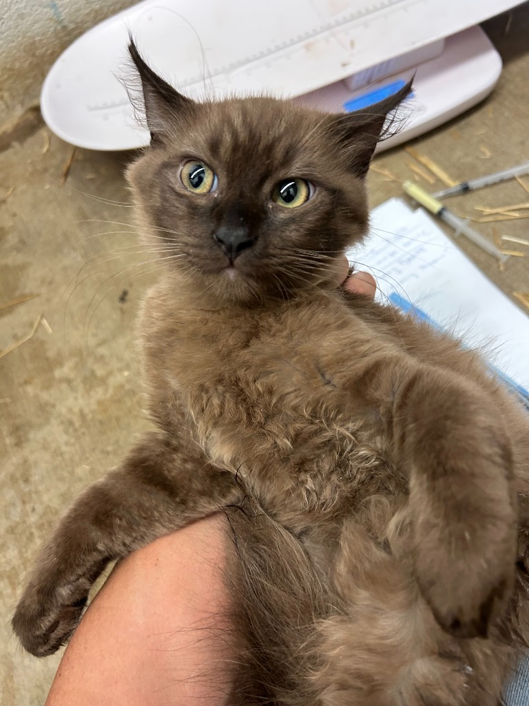 Maharani - Adoptable Awaiting S/N