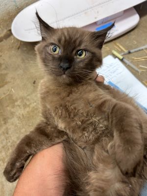 Maharani - Adoptable Awaiting S/N, Baby Male Balinese