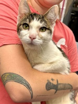 Tick Tock, Young Male Domestic Short Hair