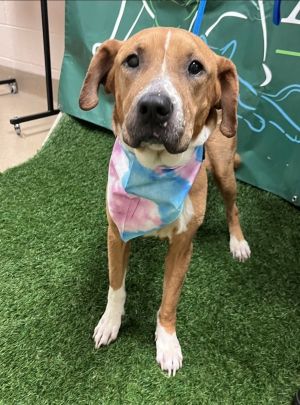 Oatmeal, Adult Female Hound