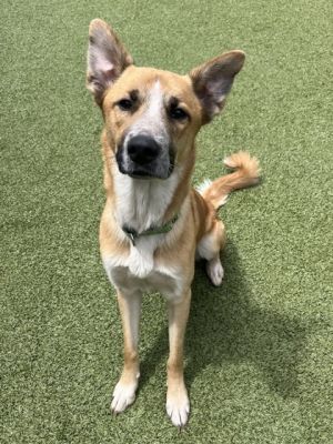 Augustus, Young Male Mixed Breed