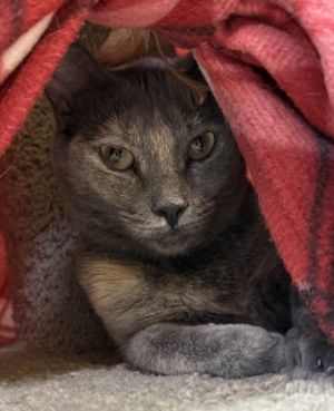 Banshee, Young Female Domestic Medium Hair