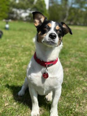 Hermes, Adult Male Jack Russell Terrier