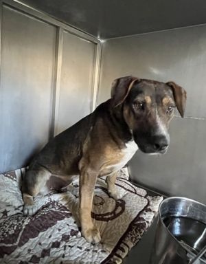 Gina, Adult Female Pit Bull Terrier