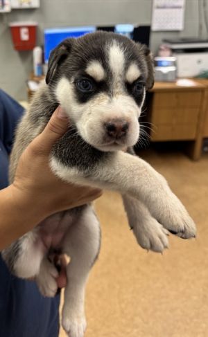 Harley, Baby Female Husky