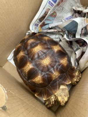 TorTammy, Adult Female unknown
