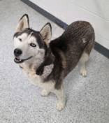 Lux, Young Female Siberian Husky