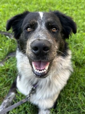 Totem, Young Male Great Pyrenees