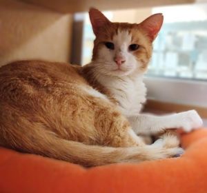 Thomas, Adult Male Domestic Short Hair