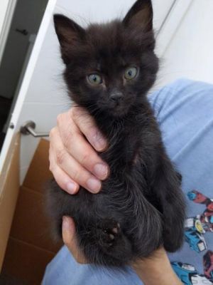 Spring Domestic Short Hair Cat