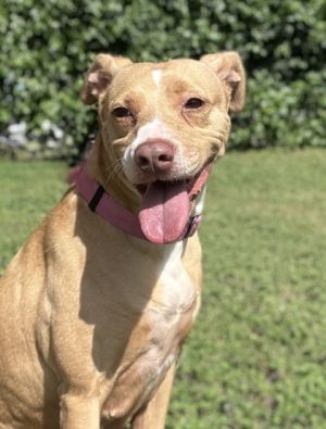 Sahara, Adult Female Labrador Retriever
