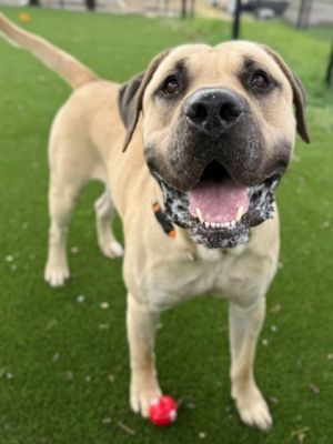 Ace, Young Male Mastiff