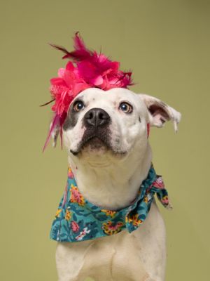 Lily, Adult Female Pit Bull Terrier