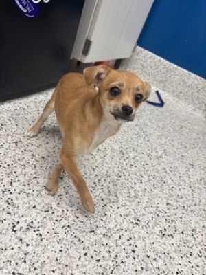 Garbanzo-ADOPTED, Young Female Mixed Breed
