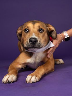 CHASE, Young Male Mixed Breed