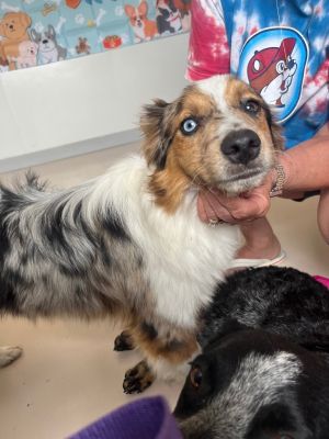 Cowboy, Young Male Australian Cattle Dog / Blue Heeler