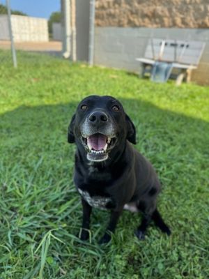 NALA*, Adult Female Labrador Retriever
