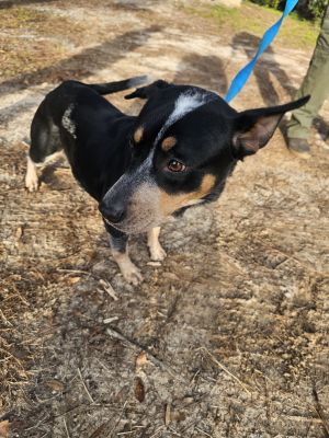 Violet, Adult Female Australian Cattle Dog / Blue Heeler