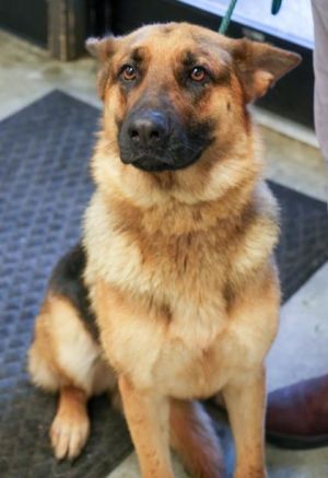 Candy, Adult Female German Shepherd Dog
