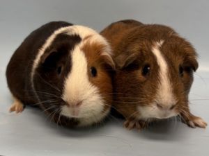 Caramel, Adult Female unknown