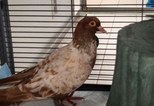 Toffee, Adult Unknown unknown