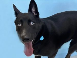 Izzy, Adult Female Husky