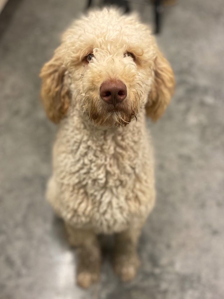 Arlo