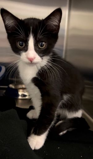 Uno(Petsmart), Baby Male Domestic Short Hair