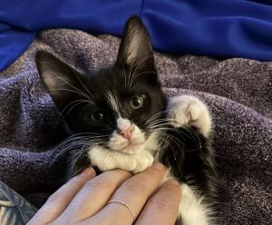 Felix, Baby Male Domestic Short Hair