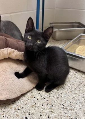 Dinah, Baby Female Domestic Short Hair