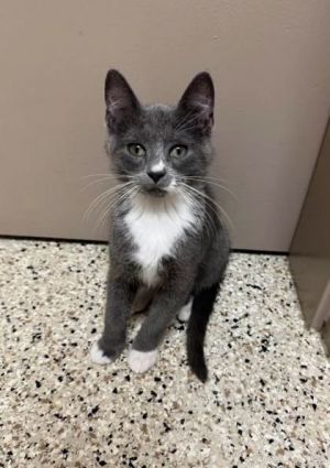 Ally, Baby Male Domestic Short Hair