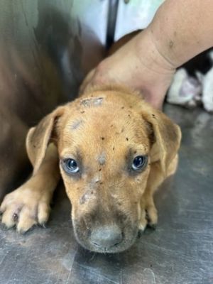 58839195, Adult Male Pit Bull Terrier
