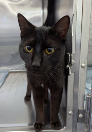 Hurting Collar, Adult Male Domestic Short Hair