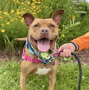 Remi, Senior Female Mixed Breed