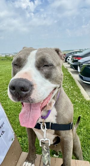 Baby, Adult Female Mixed Breed