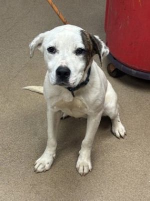 Matterhorn Mixed Breed Dog