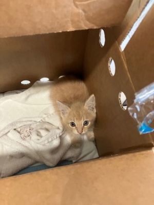 Hibachi, Baby Male Domestic Short Hair