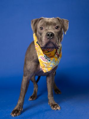 Cricket Pit Bull Terrier Dog